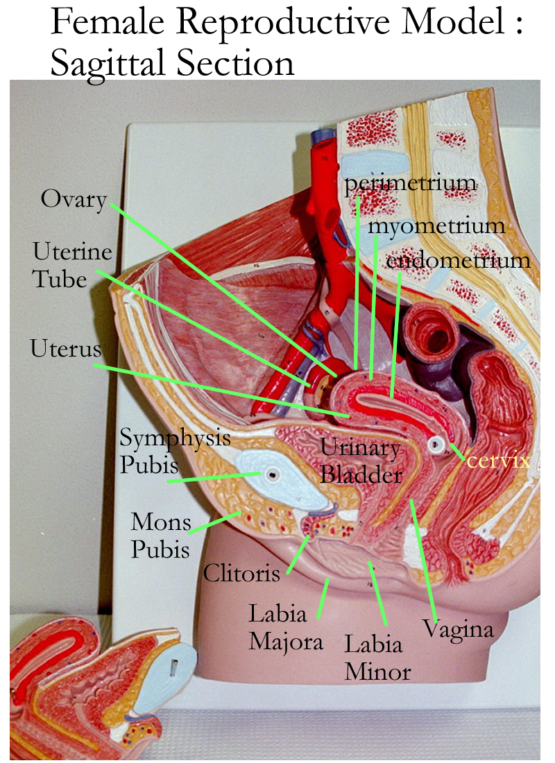 Female Reproductive System Model Broad Ligament